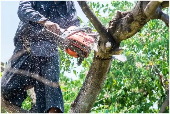 tree services Moorcroft